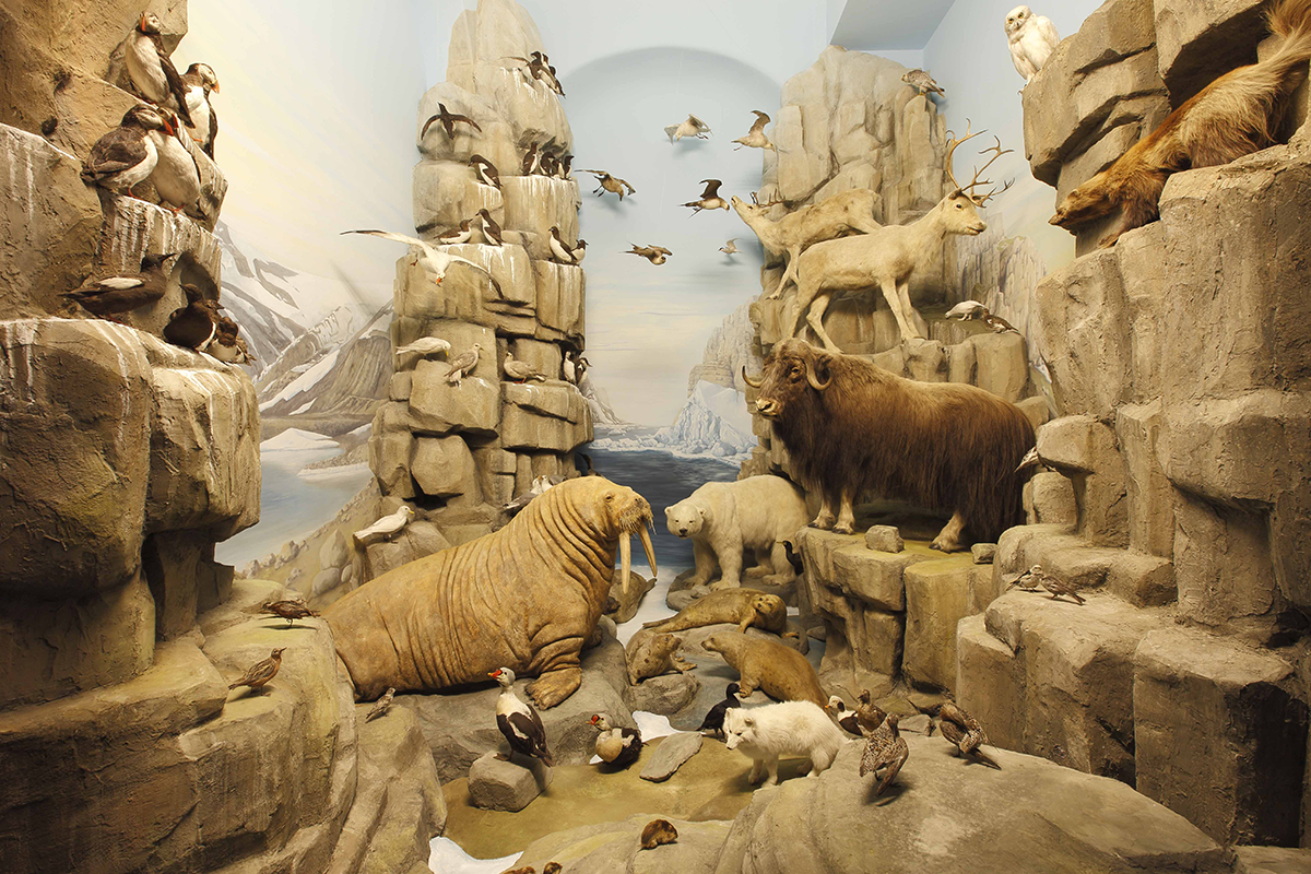 Das Arktis-Diorama im Hessischen Landesmuseums Darmstadt